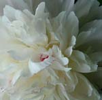 peonie